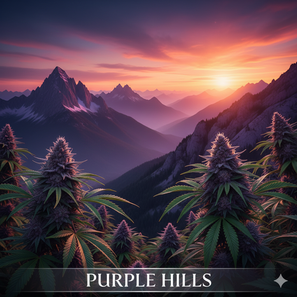 Purple Hills: Premium Live Resin Excellence with Gorilla Zkittles Leading the Charge